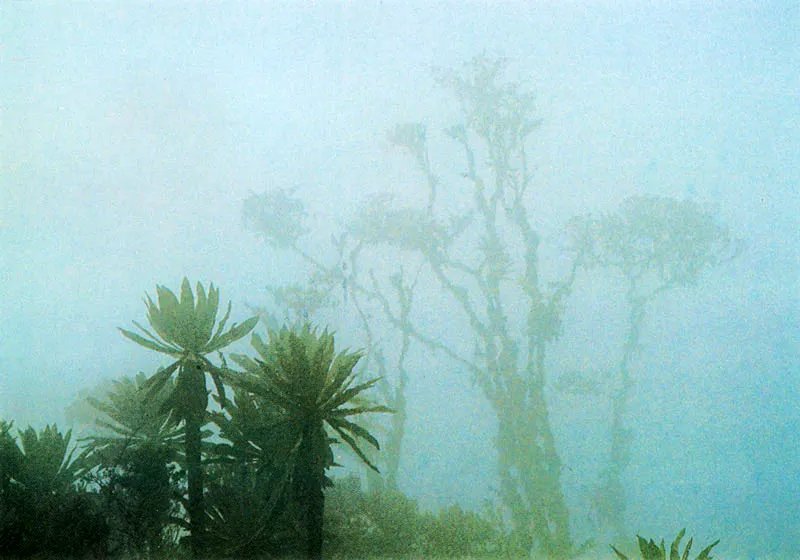 Frailejones y bosque de niebla. Pramo de Chingaza. 