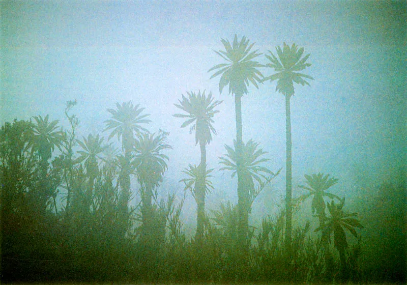 Frailejones . Espeletia uribeii. Pramo de Chingaza. 