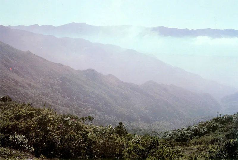 Niebla sobre el Pramo de Chingaza. 