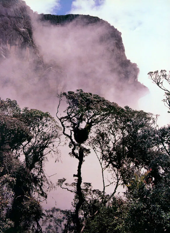 Bosque andino. El Tablazo.  Pramo de Guerrero. 