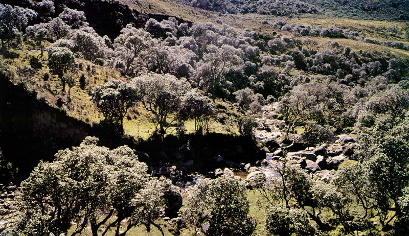 Encenillos.  Weinmannia tomentosa.  Pramo de Sumapaz. 