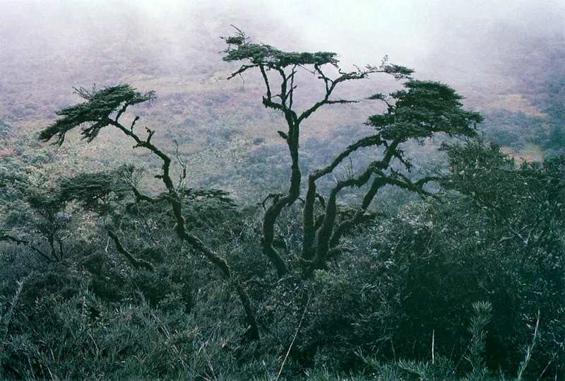 Rodamonte.  Escallonia myrtilloides.  Pramo de Guasca. 