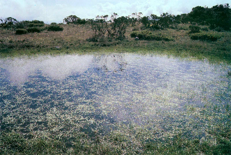 Barros venenosos.  Ranunculus. Pramo de Guasca. 