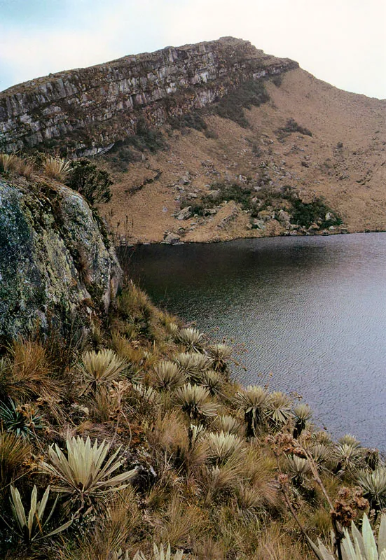 Pramo de Sumapaz. 