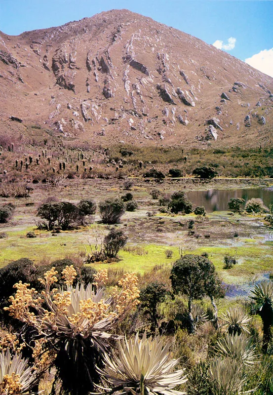 Pramo de Sumapaz. 