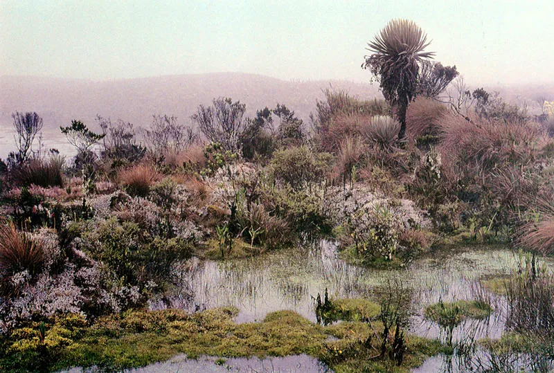 Pantanos en el Pramo de Sumapaz. 