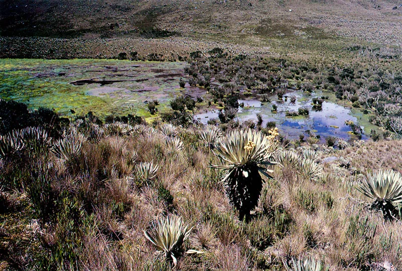 Pantanos en el Pramo de Sumapaz. 