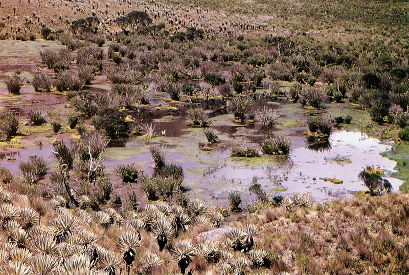 Pantanos en el Pramo de Sumapaz. 