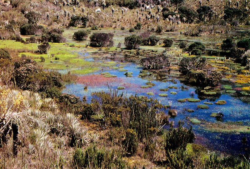 Pantanos en el Pramo de Sumapaz. 