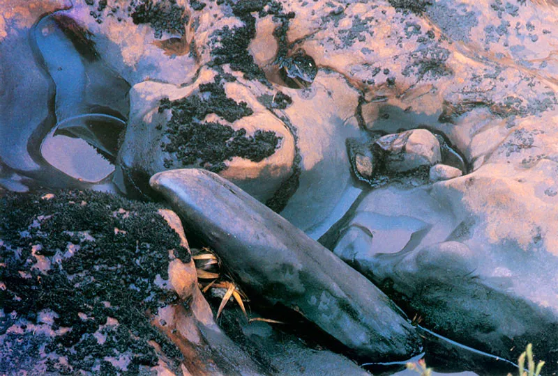 Piedras labradas por la accin del agua. Pramo de Chingaza. 