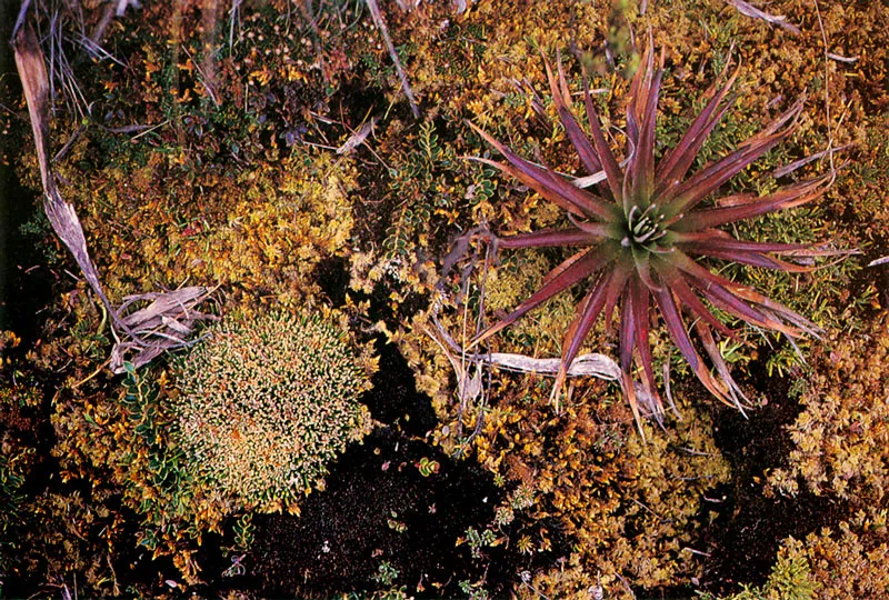 Puya entre musgos y lquenes.  Pramo de Chingaza. 