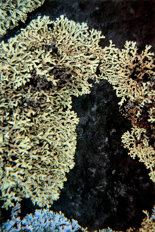 Liquen.  Hypotrachyna sp. Pramo de Chingaza. 