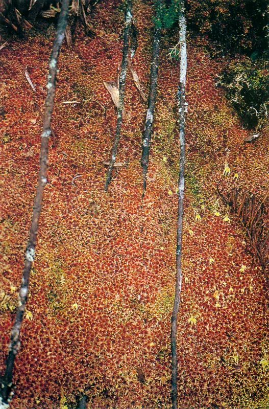 Musgo.  Sphagnum sp.  Pramo de Chingaza. 