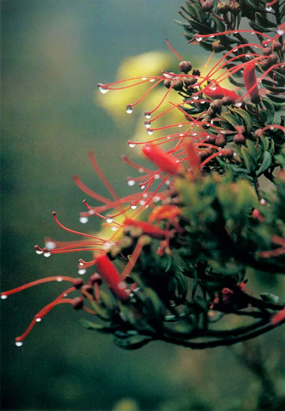 Pegapega. Befaria resinosa. Páramo de Chingaza.