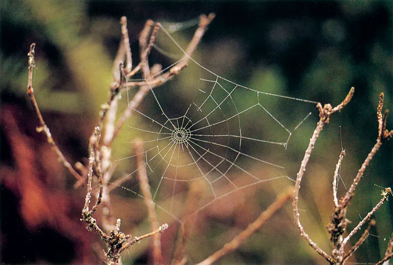 Rocío sobre telaraña. Páramo de Chingaza.