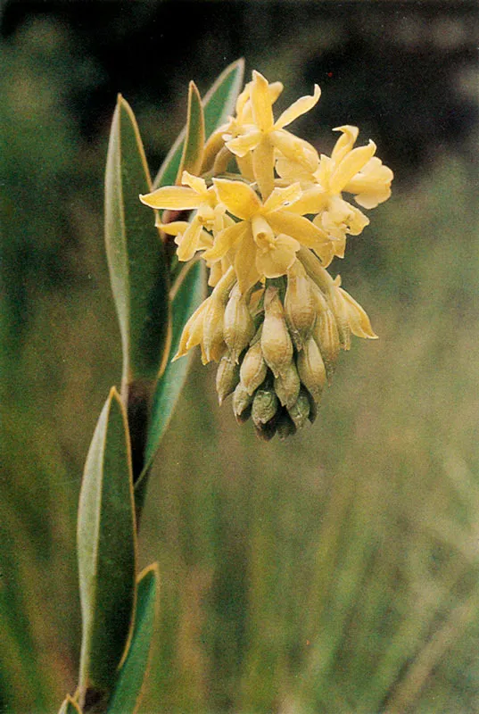 Epidendro.  Epidendrum chioneum.  Pamo de Guasca.  