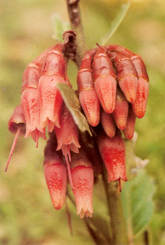 Uva camarona. Maclenia rupestris. Páramo de Guerrero.