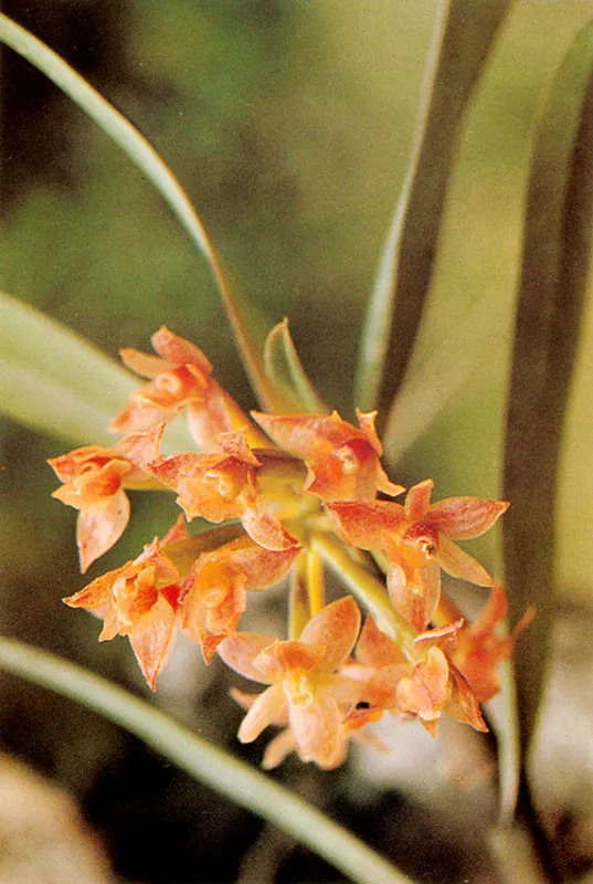 Epidendro. Epidendrum sp. Páramo de Guasca.