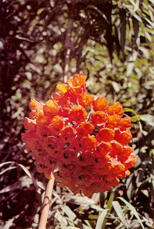 Pecosa. Bomarea frondea. Páramo de Guasca.