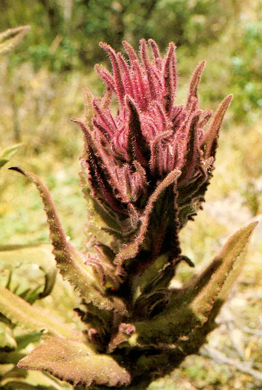 Arnica. Senecius fomosus. Páramo de Guasca.