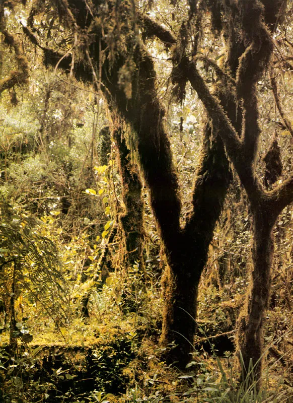 Troncos del bosque andino, cubiertos de musgos y líquenes. Páramo de Chingaza.