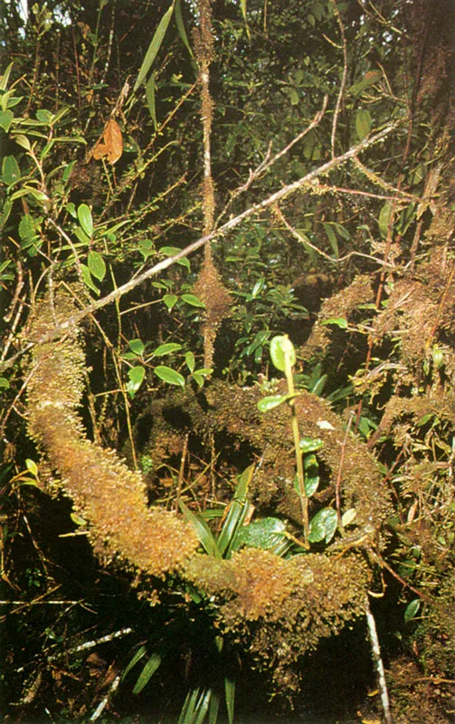Troncos del bosque andino, cubiertos de musgos y líquenes. Páramo de Chingaza.