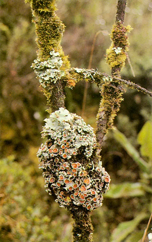 Troncos del bosque andino, cubiertos de musgos y líquenes. Páramo de Chingaza.
