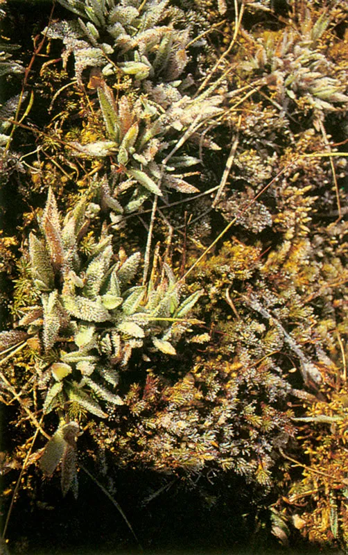 Troncos del bosque andino, cubiertos de musgos y líquenes. Páramo de Chingaza.