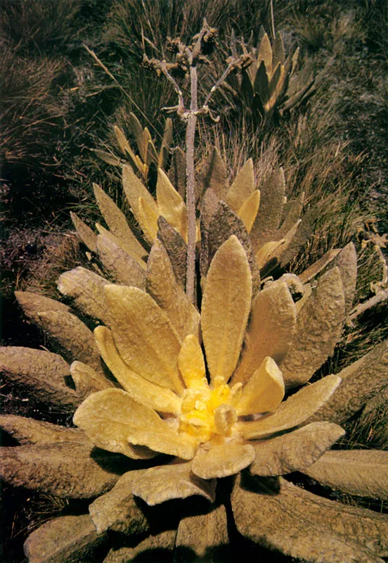 Frailejones. Páramo de Guargua.