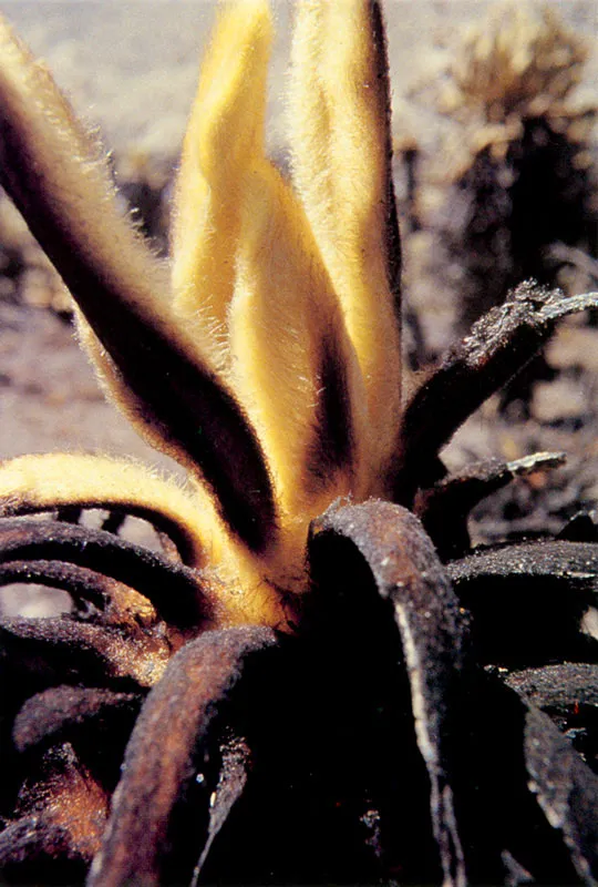 Frailejones. Páramo de Chingaza.