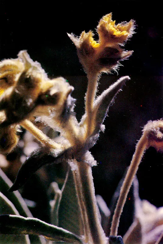 Frailejones. Páramo de Chingaza.
