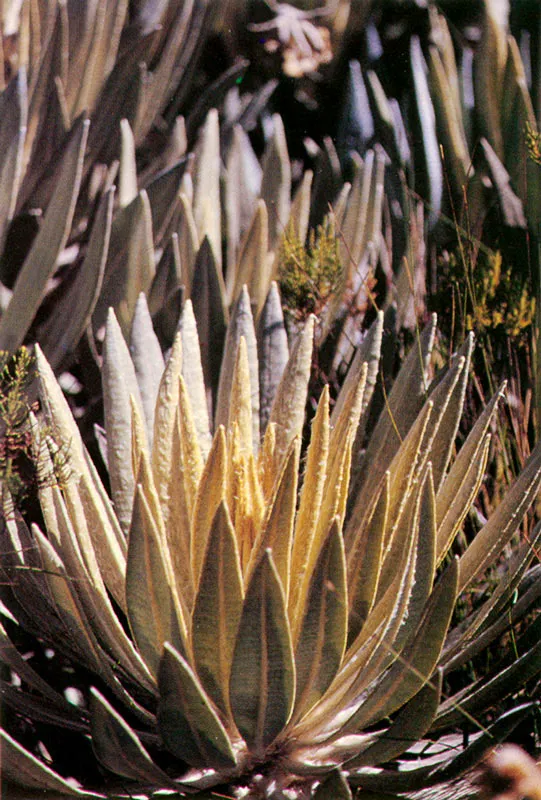 Frailejones. Páramo de Chingaza.
