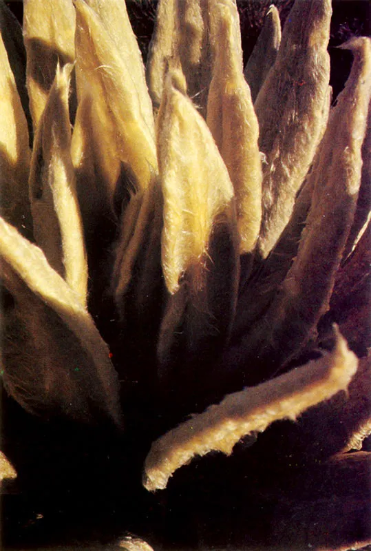 Frailejones. Páramo de Chingaza.