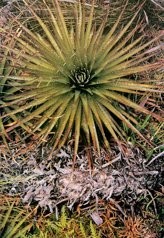 Puya.  Puya ntida.  Pramo de Guargua. 