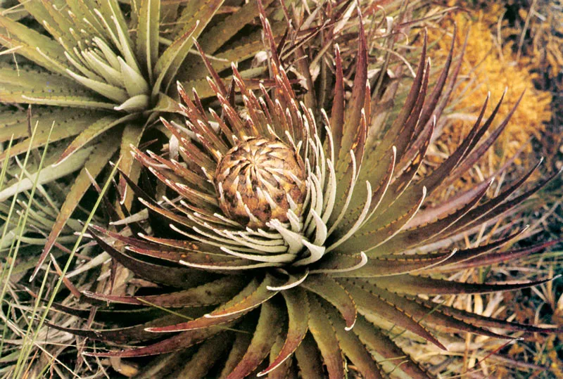 Puya. Puya tianae. Páramo de Sumapaz.