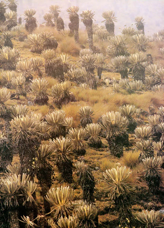 Frailejones y pajonales.  Pramo de Chingaza. 