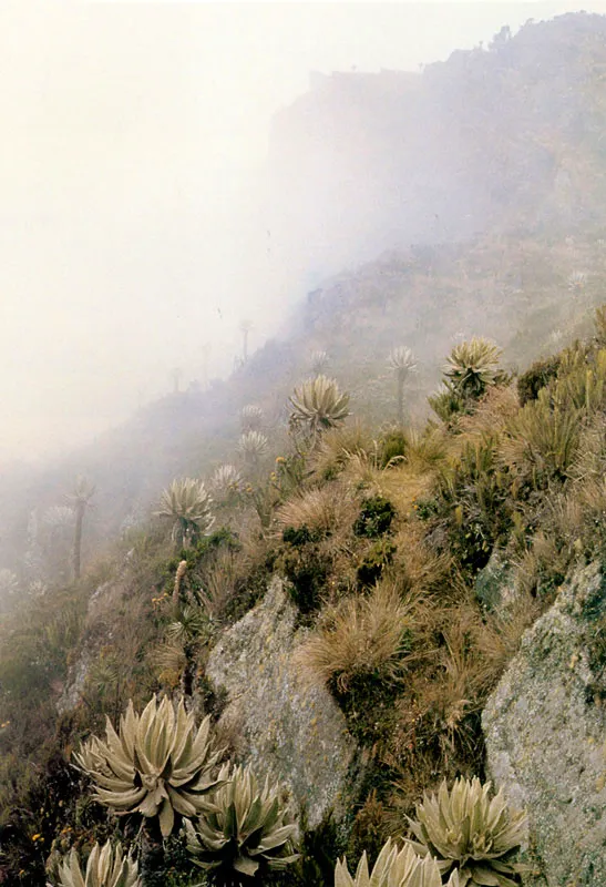 Frailejones.  Espeletia cayetana.  El Santuario.  Pramo de Guerrero. 