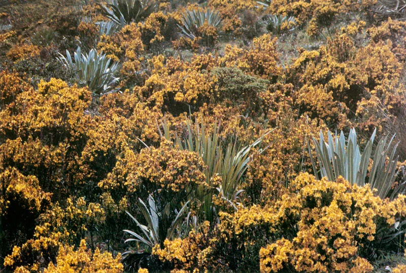 Cargarocio.  Hypericum sp. y Espeletias.  Pramo de Guerrero. 