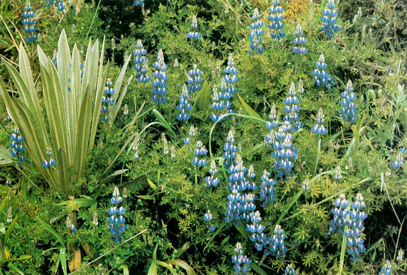 Chocho. Lupinus bogotensis.  Pramo de Guasca. 