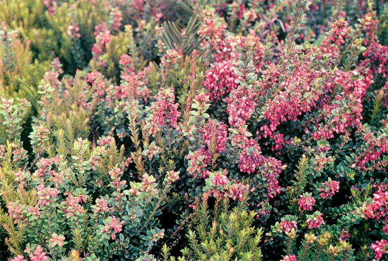 Reventadera.  Gaultheria anastomosans.  Pramo de Guerrero. 