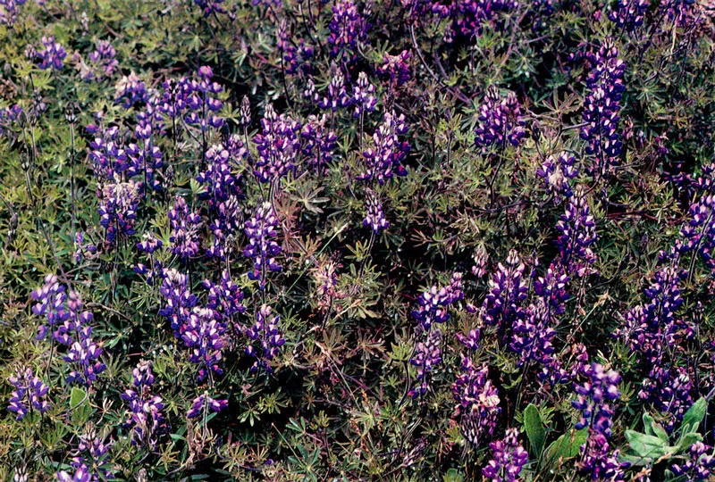 Chocho. Lupinus cf. amandus. Páramo de Chingaza.