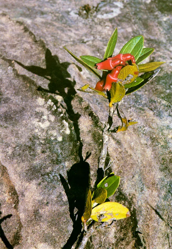 Uva de ans.  Cavendishia cordifolia.  Pramo de Chingaza. 