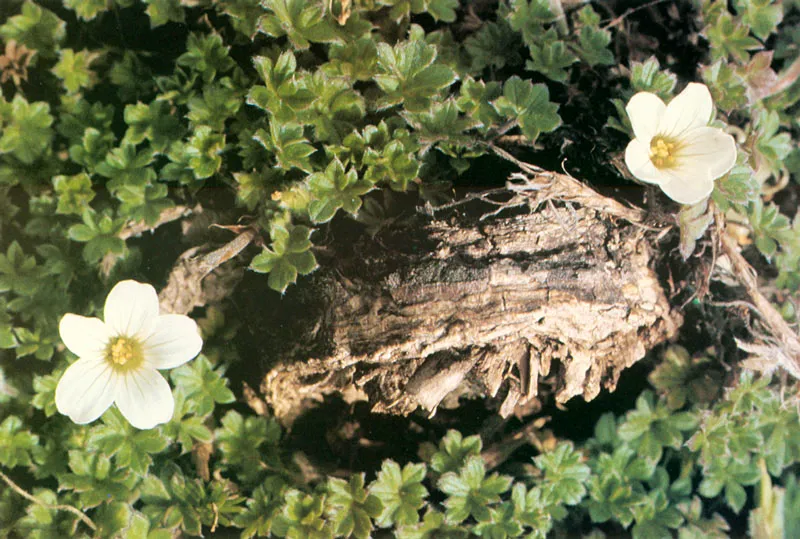 Geranium sp.  El Santuario. Pramo de Guerrero. 