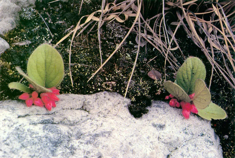 Gaultheria cordifolia.  Pramo de Sumapaz. 