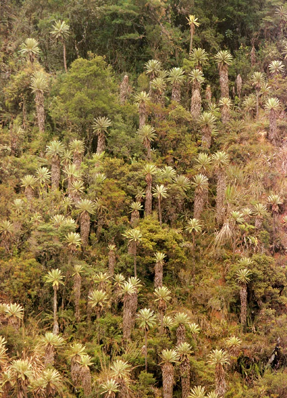 Frailejones, Espeletia urigeii, y bosque andino.  Pramo de Chingaza. 