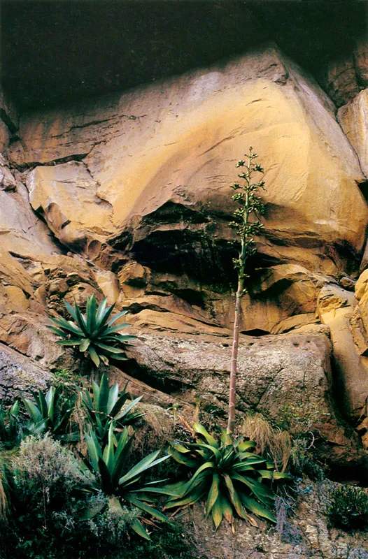 Puya. Páramo de Guargua.