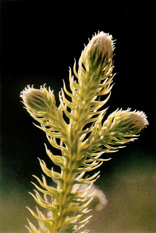 Lycopodium sp. Páramo de Chingaza.