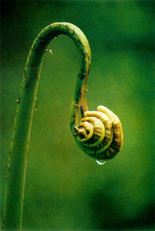 Fronda circinada de helecho.  Pramo de Chingaza. 