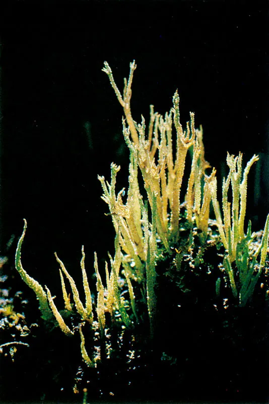 Liquen.  Cladonia sp.  Pramo de Chingaza. 