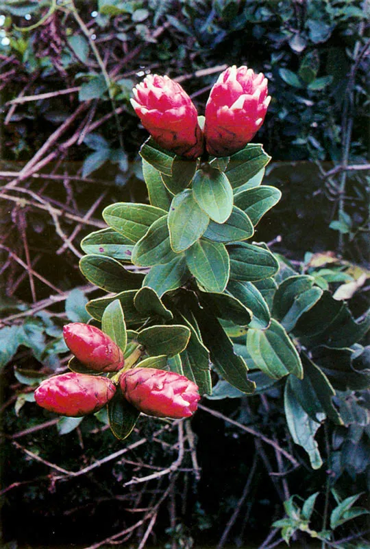 Uva de anís. Cavendishia cordifolia. Páramo de Guerrero.